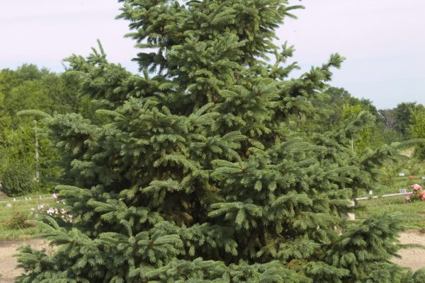 Современный маркетплейс kraken door